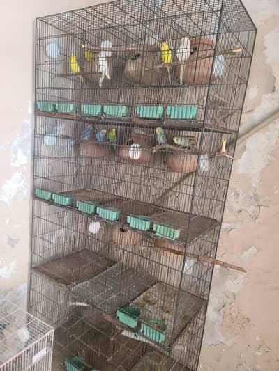 budgies pair and cage