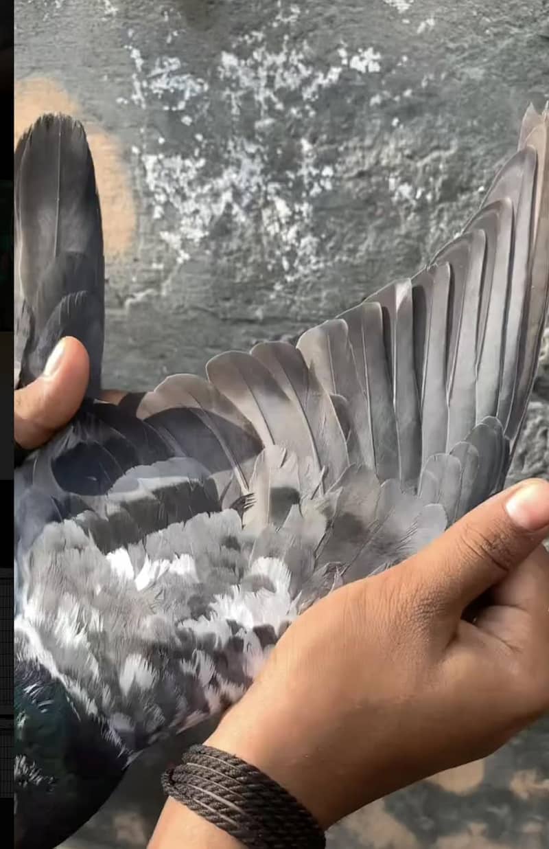 outstanding 3