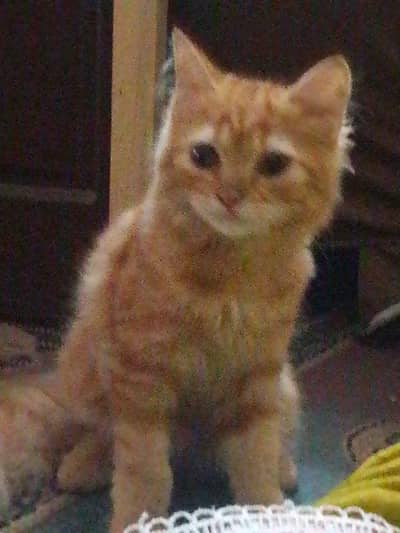Persian kitten