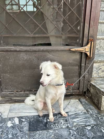 Russian dog for sale