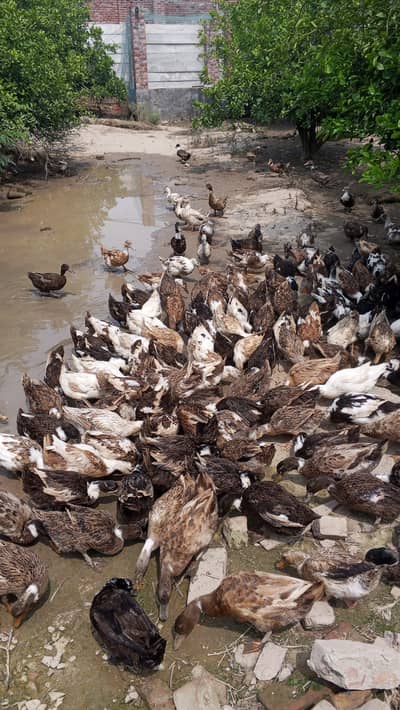 Ducks