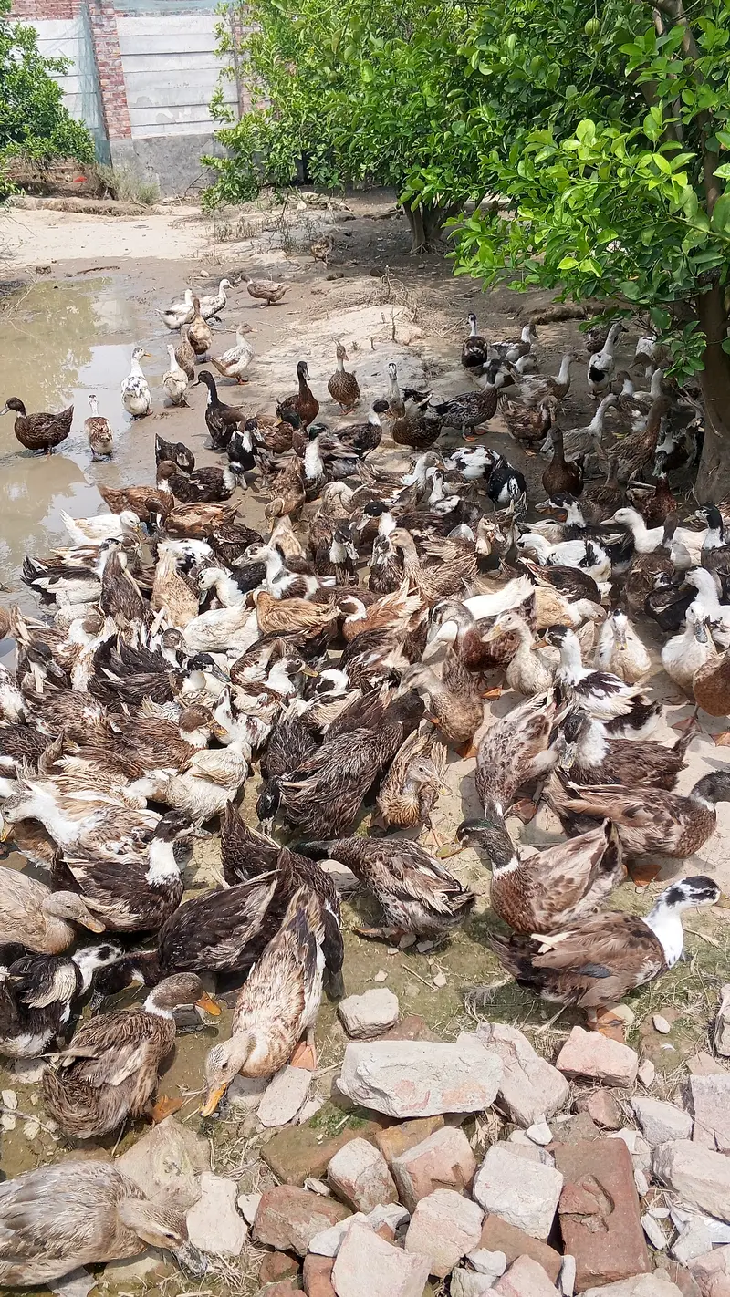 Ducks — photo 2