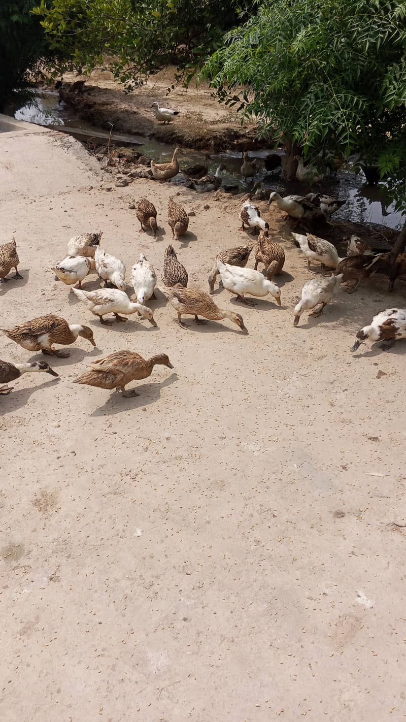 Ducks 2