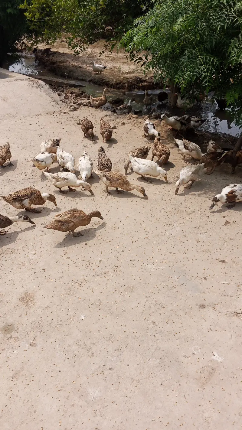 Ducks — photo 3