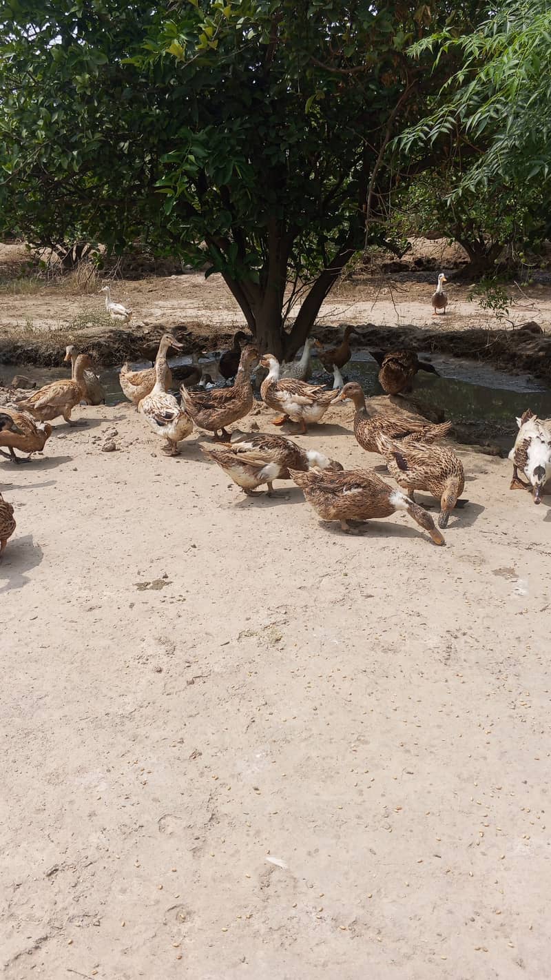 Ducks 3