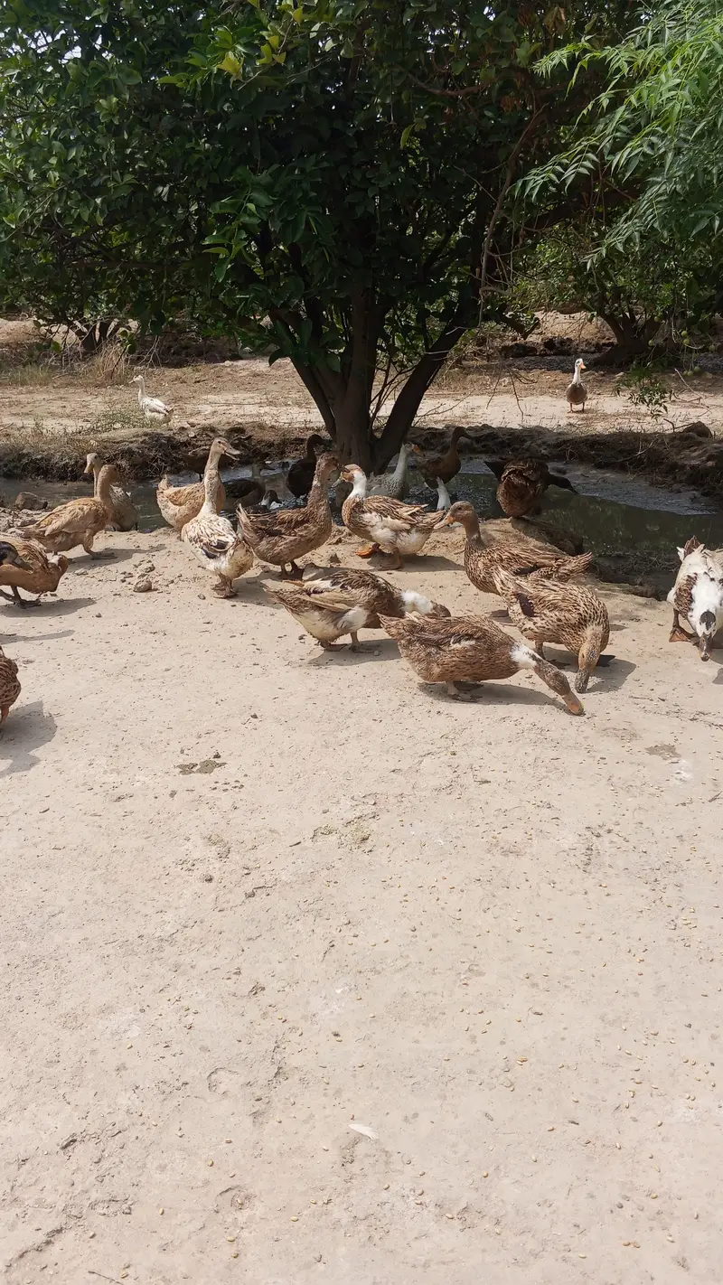 Ducks — photo 4