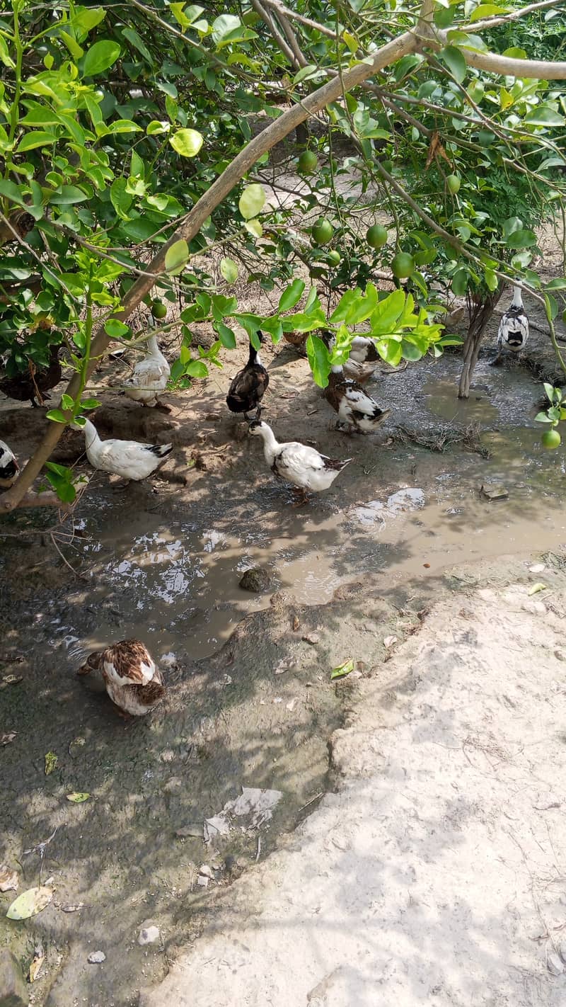 Ducks 4