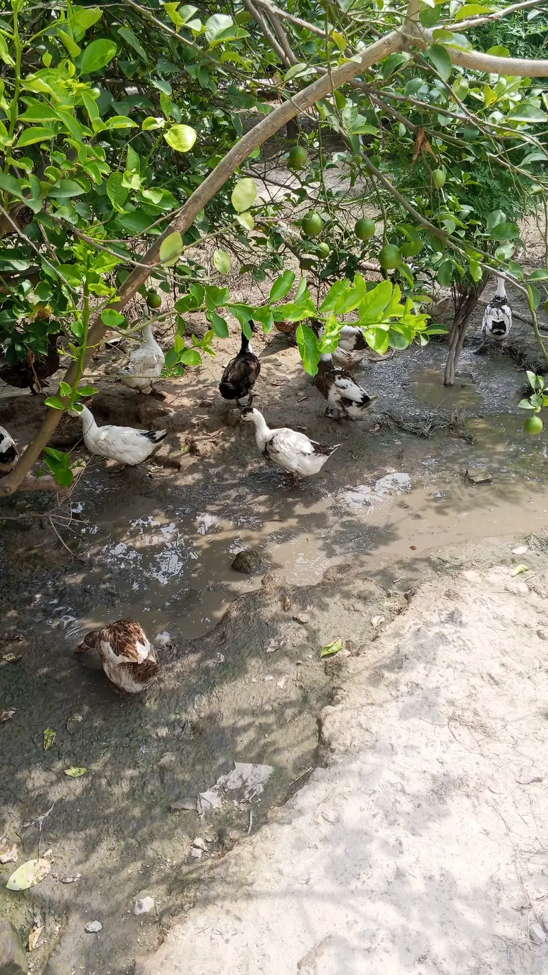 Ducks — photo 5