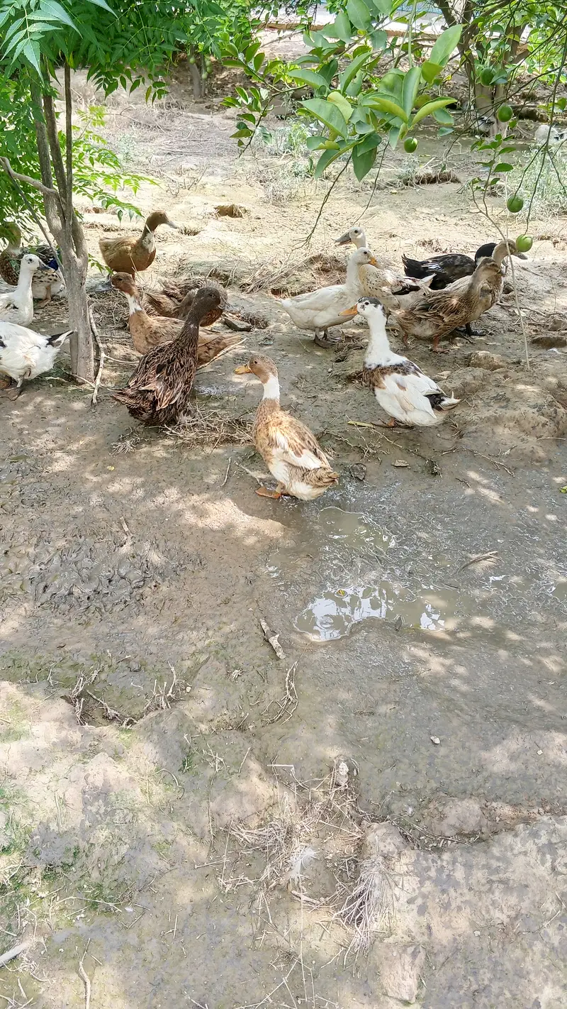 Ducks — photo 6