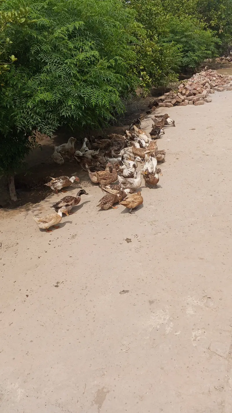 Ducks — photo 7