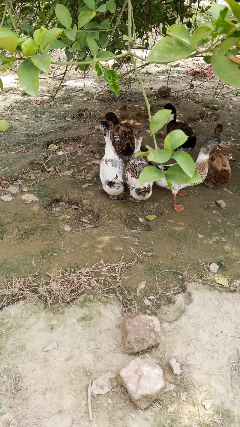 Ducks — photo 8