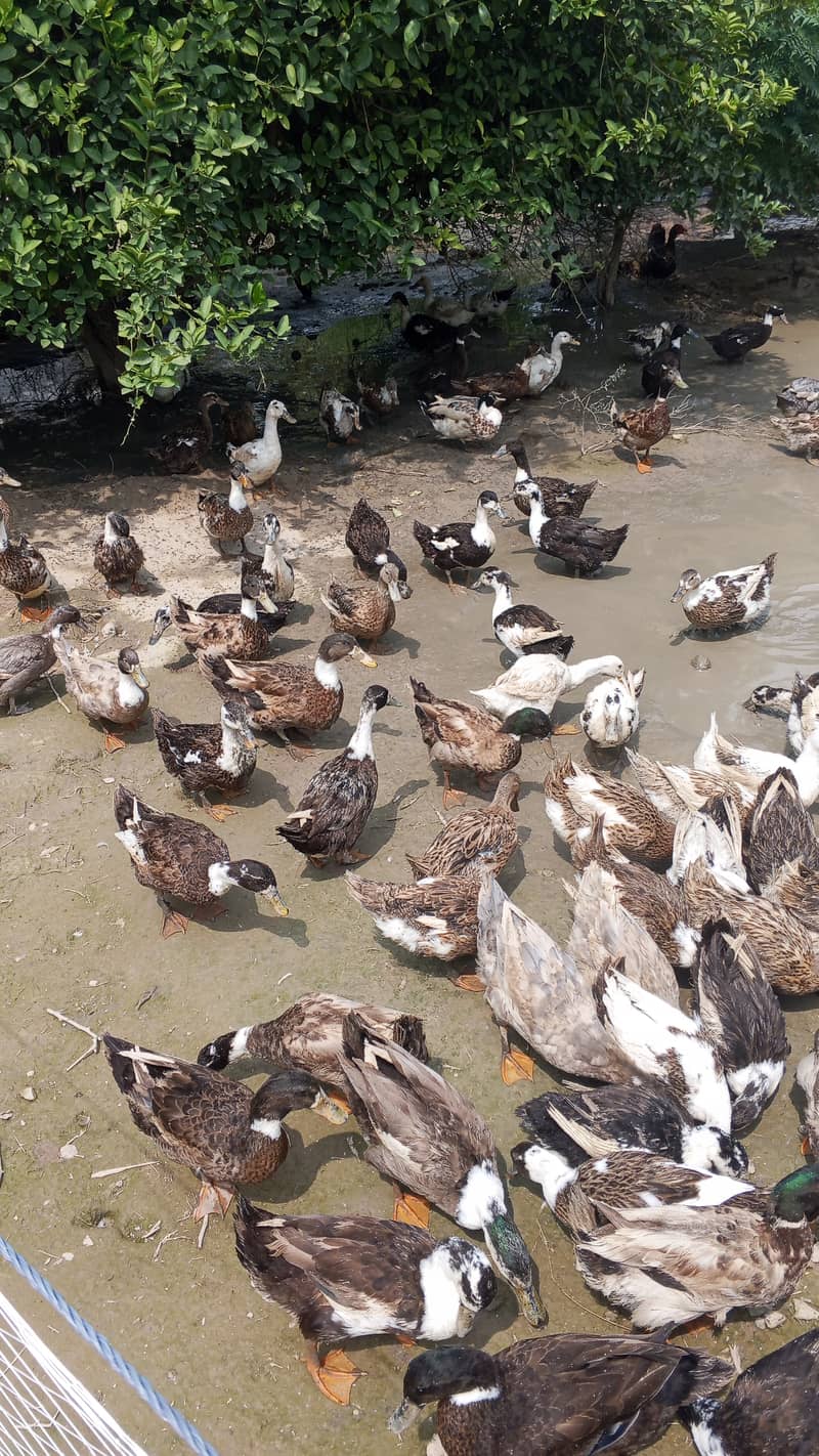 Ducks 8