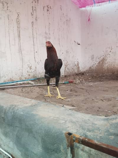 number pa rabta kara