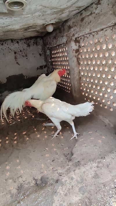 White Shamo