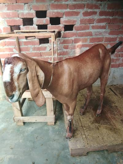 Nagri Gaban bakri for sale 0/3/0/2/1/7/3/6/8/2/5