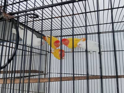 LOVE BIRD