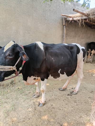 Cow for sale