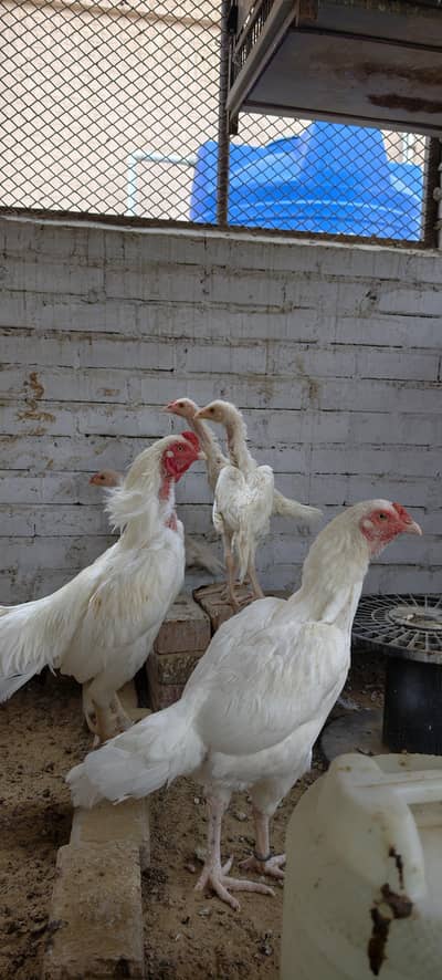 Heera pair with chicks
