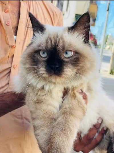 Male Adorable Vaccinated Purebred