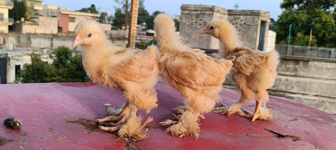 Golden Heavy Buff and Bantam White Blue
