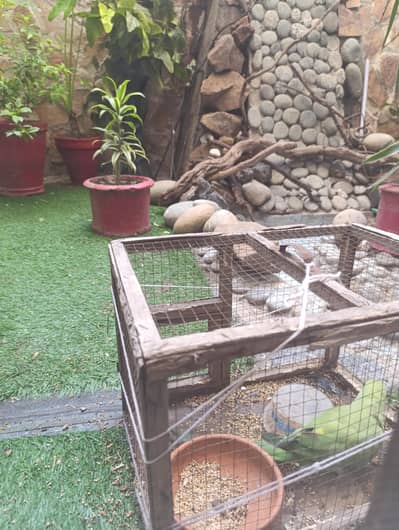 parrots for sale
