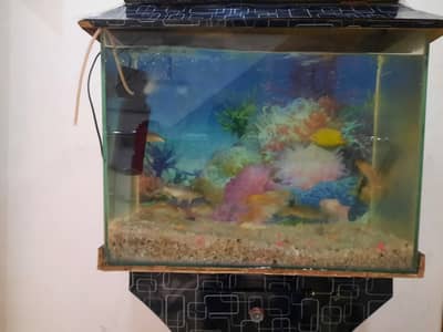 Fish aqarium