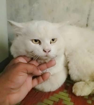 Persian white cat