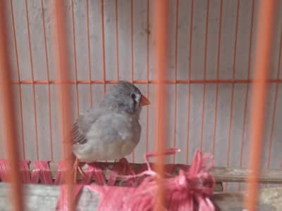 Snow White Finch Male × Grey Finch Female Pair – Ready to Breed 