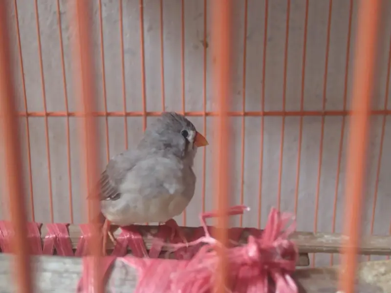 Snow White Finch Male × Grey Finch Female Pair – Ready to Breed 