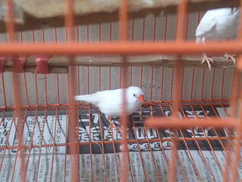 Snow White Finch Male × Grey Finch Female Pair – Ready to Breed  — photo 2