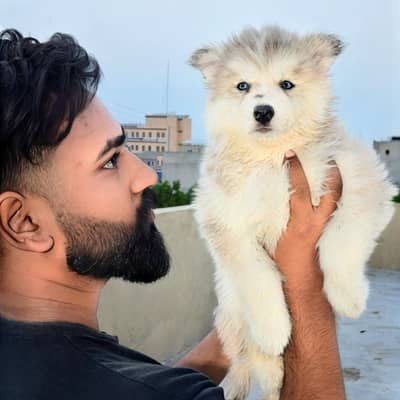 Husky puppies available for sale, White husky puppy ,White husky