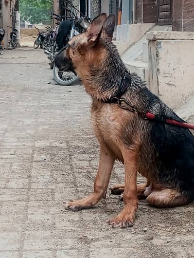 German shepherd puppy friendly and trained