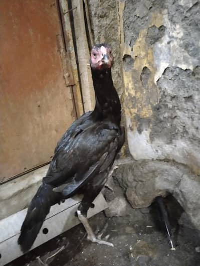 aseel Madi for sale mushki egg laying urgent