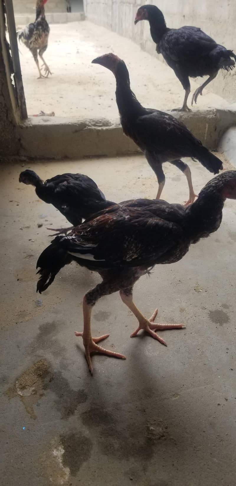 black golden java 2