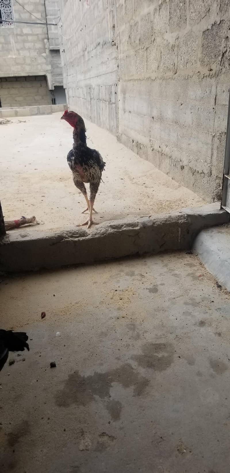 black golden java 3