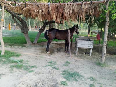 Black Horse