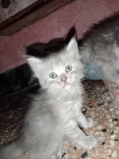Triple Coat Persian Kittens for Sale