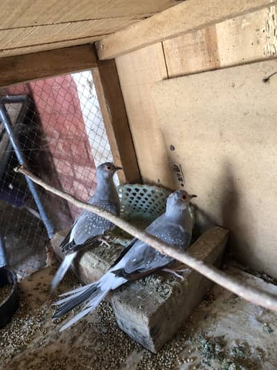 Dimond dove pair