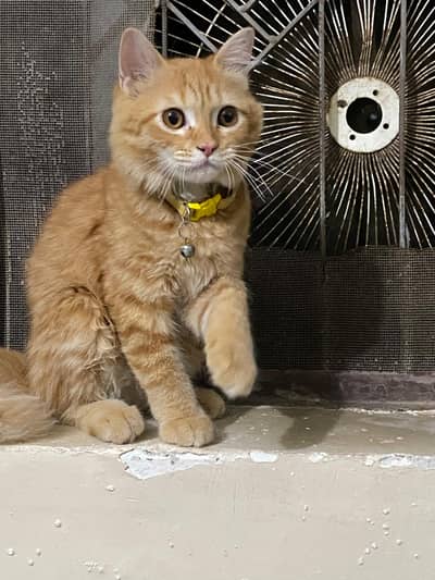 Kitten for sale