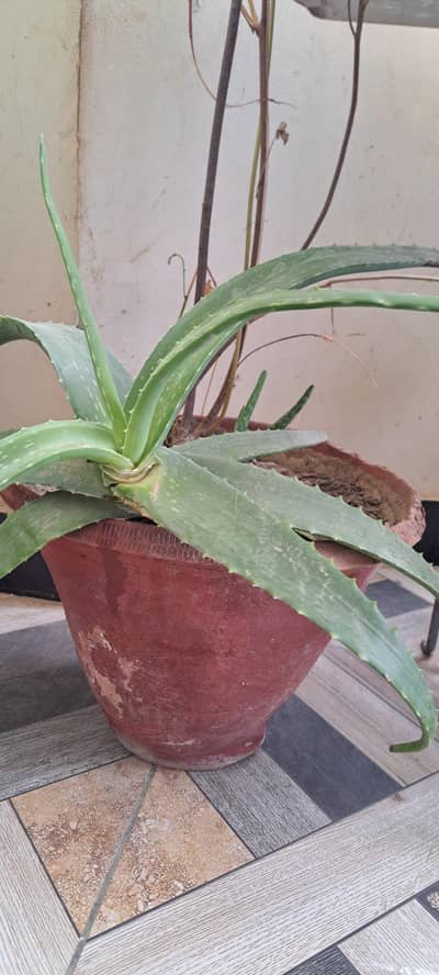 plant