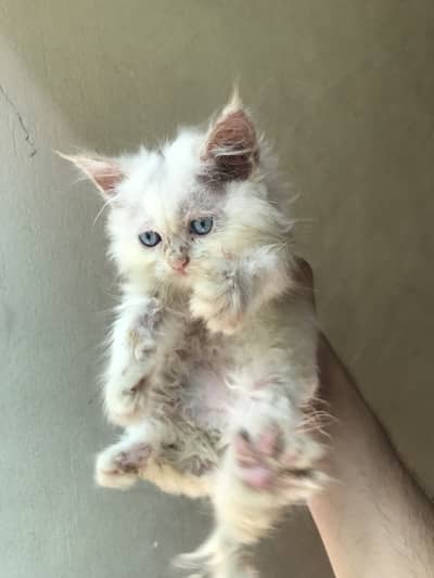 Persian Cats Pair