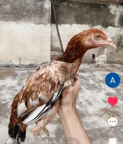 aseel hen for sale home breed
