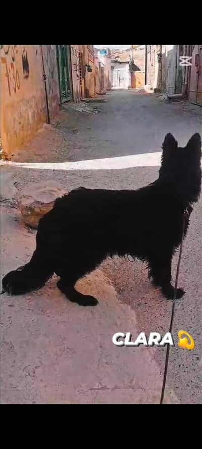 German Shepherd Long Coat Breeder Female Ready For new home