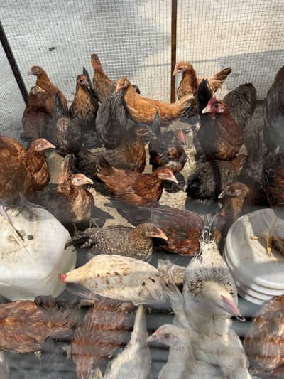Misri chicks available for sale
