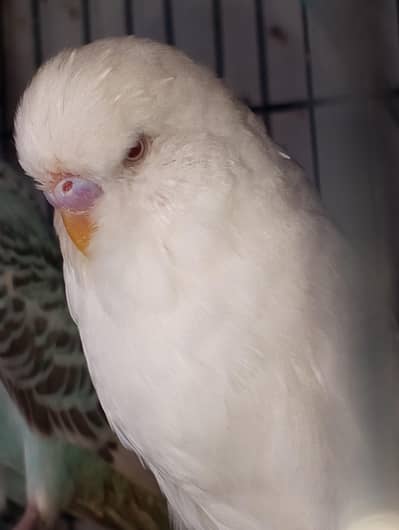 MAASHAALLAH  TOP QUALITY KING SIZE  RED EYES PAIR LOOKING FOR NEW HOME