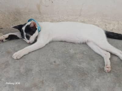 black and white cat full active