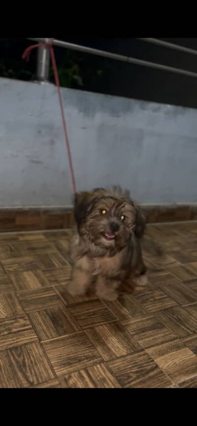 Shitzu 0 size toy breed female