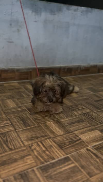 Shitzu 0 size toy breed female