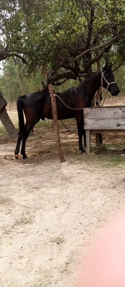 Black Horse