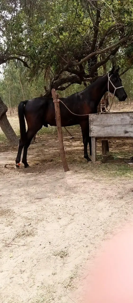 Black Horse